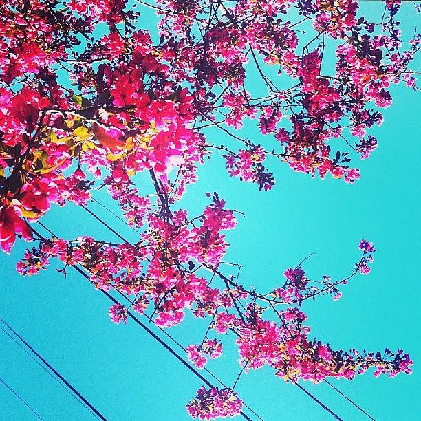 Nature Photograph - #cherryblossoms #sky #blue #flowers by Anna Garibay