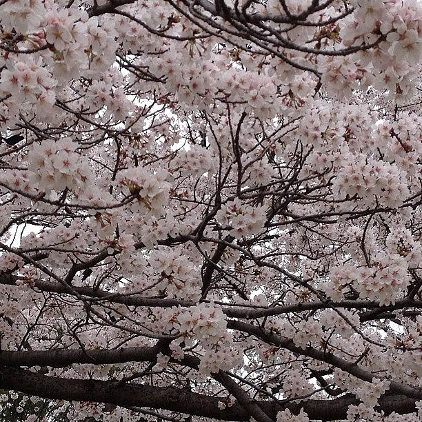 Flowers Still Life Photograph - #cherryblossoms#flower#landscape by Tokyo Sanpopo