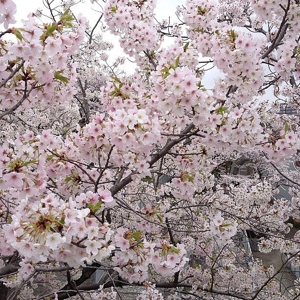 Landscape Photograph - #cherryblossoms#japan#landscape by Tokyo Sanpopo