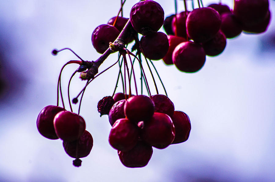 Cherrys Photograph by Gerald Kloss