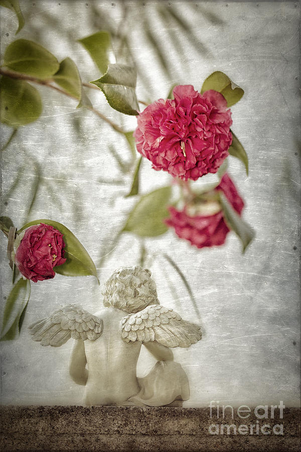 Cherub and Camellias Photograph by Susan Gary
