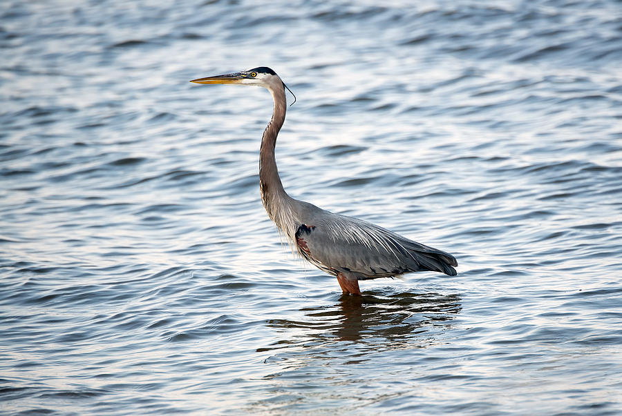 Chesapeake Bay Blue Heron Photograph by Patrick Wolf - Fine Art America