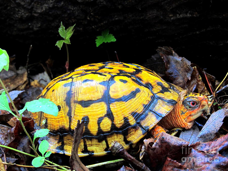 yellow box turtle