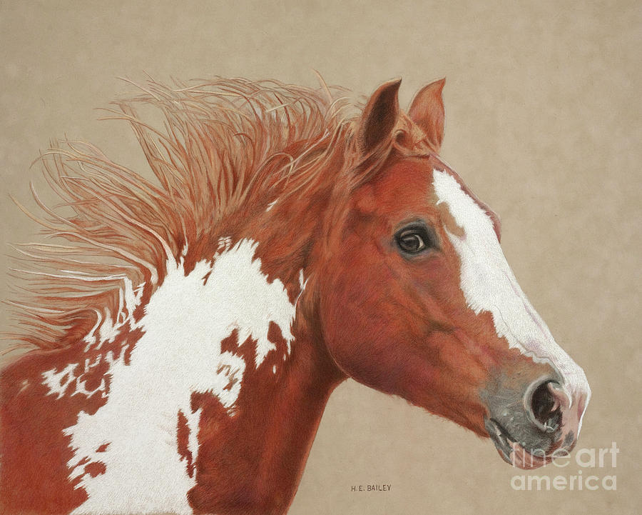 Quarter Horse Drawing - Chesapeake by Helen Bailey