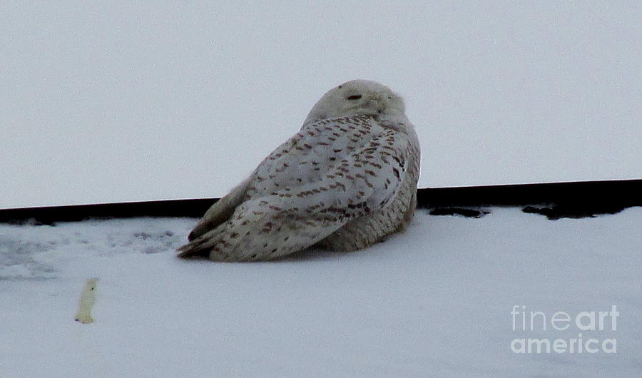 Chesapeake Snowy Owl Photograph