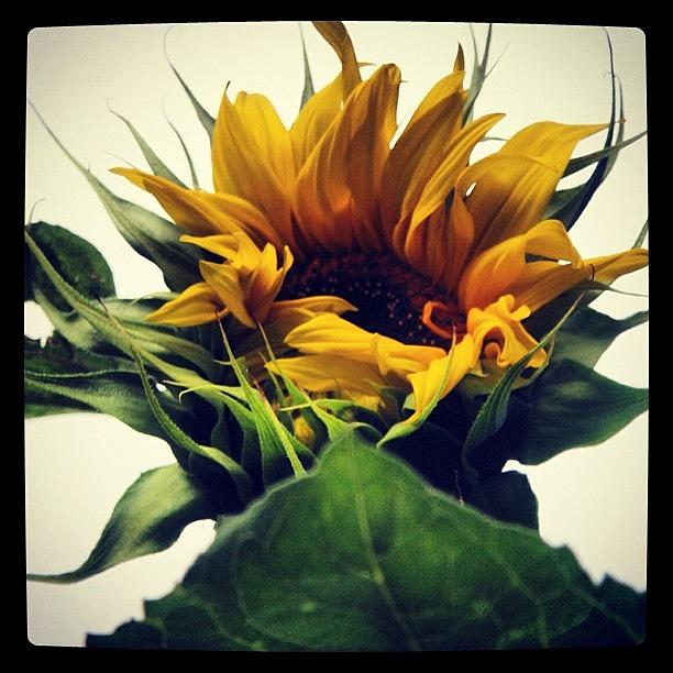 Cheshire Sunflower Photograph by Chris Jones