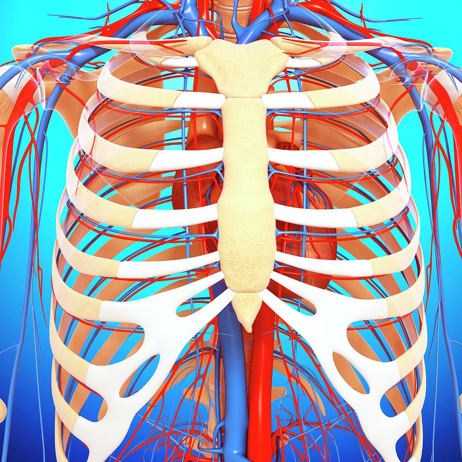 Human Anatomy Chest Cavity Anatomy Of Chest Bones Human Anatomy Diagram ...