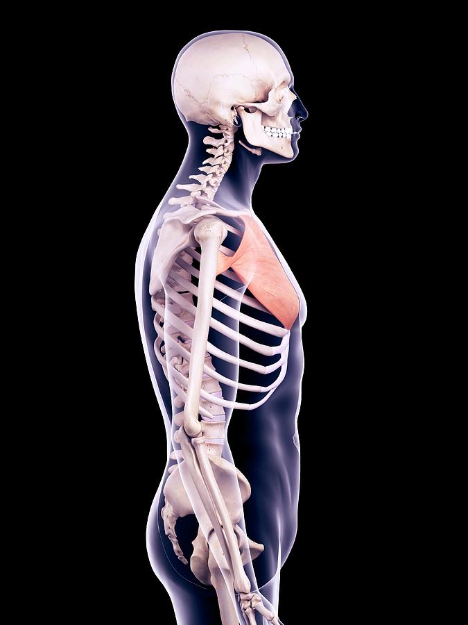 Chest Muscle Photograph by Sebastian Kaulitzki/science Photo Library ...
