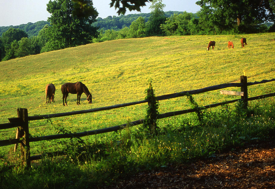 Chester County PA horse country Photograph by Blair Seitz