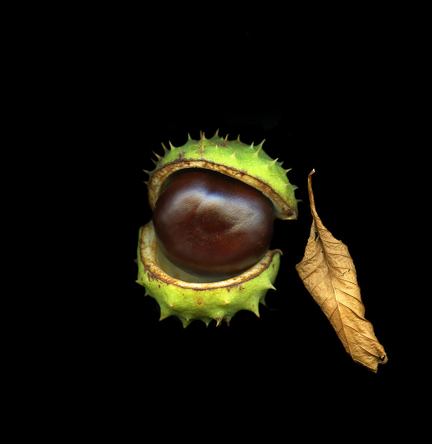 Chestnut and Leaf Photograph by Christian Slanec