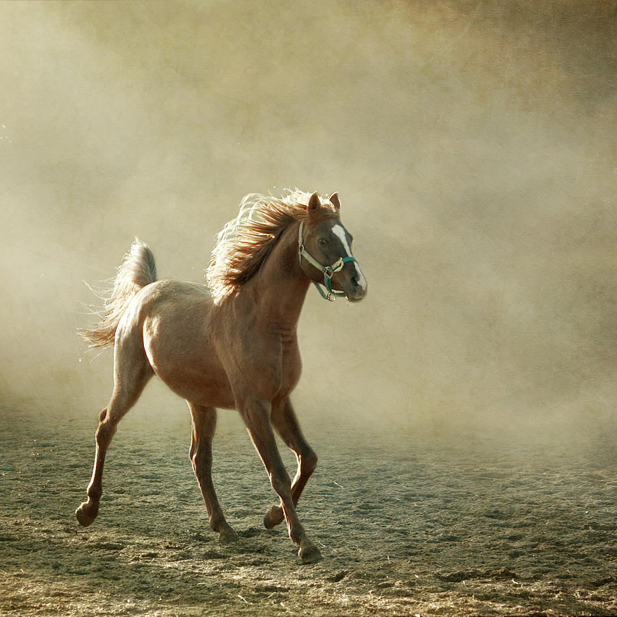 Chestnut Arabian Horse Photograph by Christiana Stawski