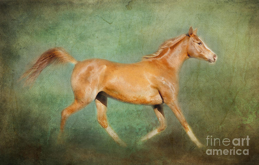 Horse Photograph - Chestnut Arabian Horse Trotting by Michelle Wrighton