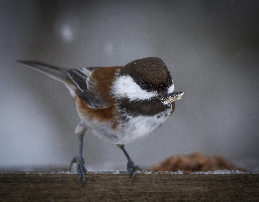 Chestnut back Chickadee in winter Photograph by Jean Noren