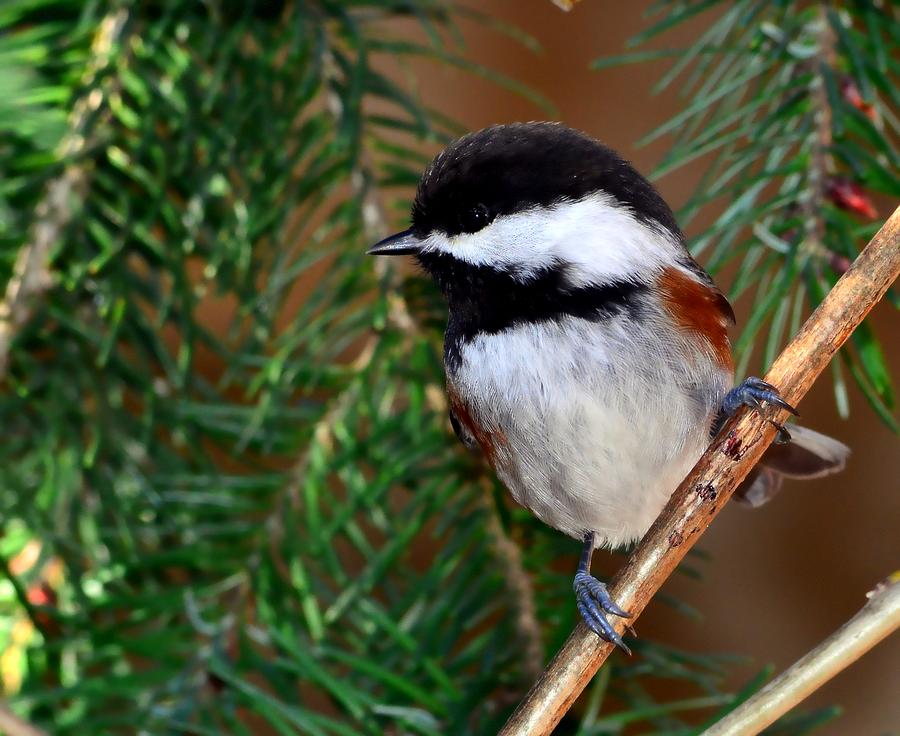 Chestnut-Backed Chickadee #3 Photograph by Don Herd - Fine Art America