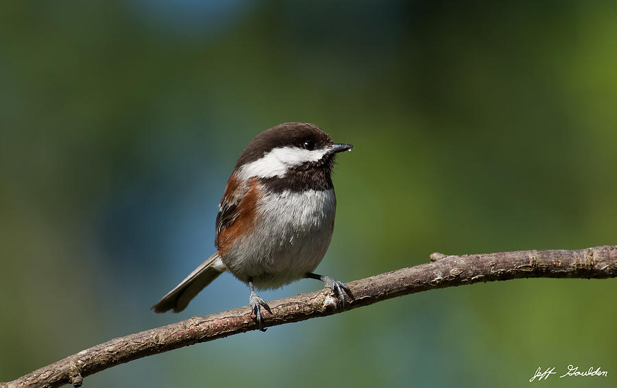 Chestnut Backed Chickadee Perched on a Branch Photograph by Jeff Goulden