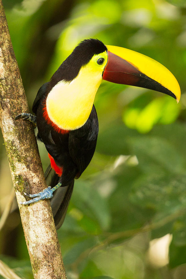 Chestnut Billed Toucan Costa Rica Photograph by Natural Focal Point Photography