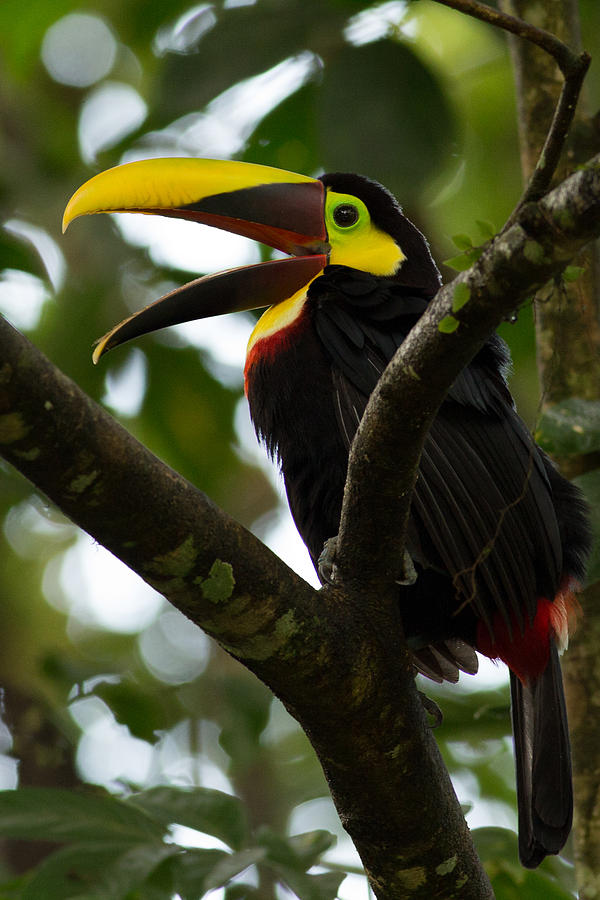 Chestnut Billed Toucan in Costa Rica 2 Photograph by Natural Focal Point Photography