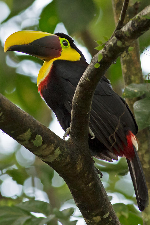 Chestnut Billed Toucan in Costa Rica Photograph by Natural Focal Point Photography