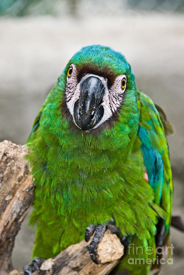 Chestnut-fronted Macaw Photograph by William H. Mullins