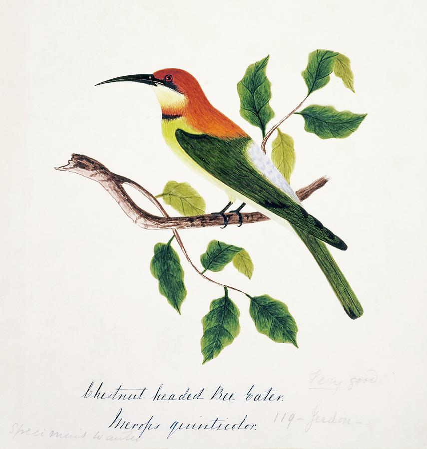 Chestnut-headed Bee-eater Photograph by Natural History Museum, London/science Photo Library
