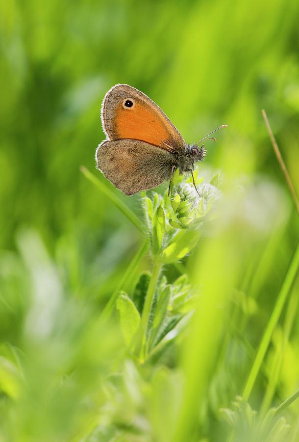 Nature Photograph - Chestnut Heath Butterfly by Bob Gibbons
