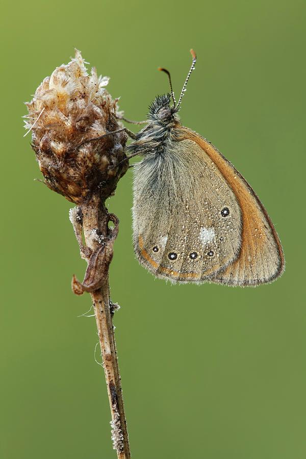 Butterfly Photograph - Chestnut Heath Butterfly by Heath Mcdonald