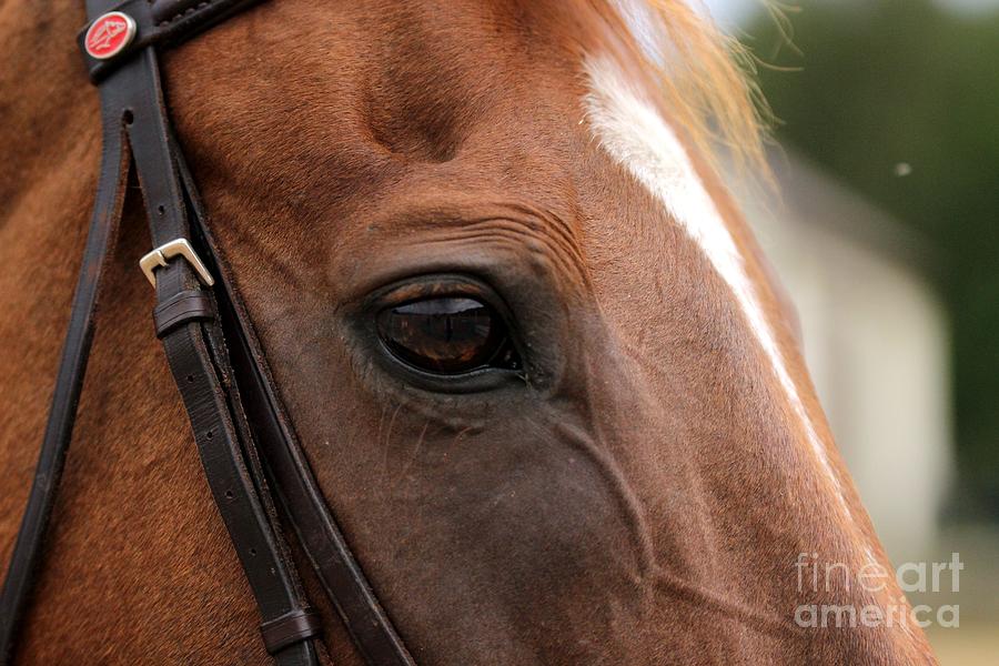 Chestnut Horse Eye Photograph by Janice Byer