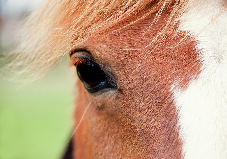 Chestnut Horse Face, Focus On Eye Photograph by Sharon Vos-arnold