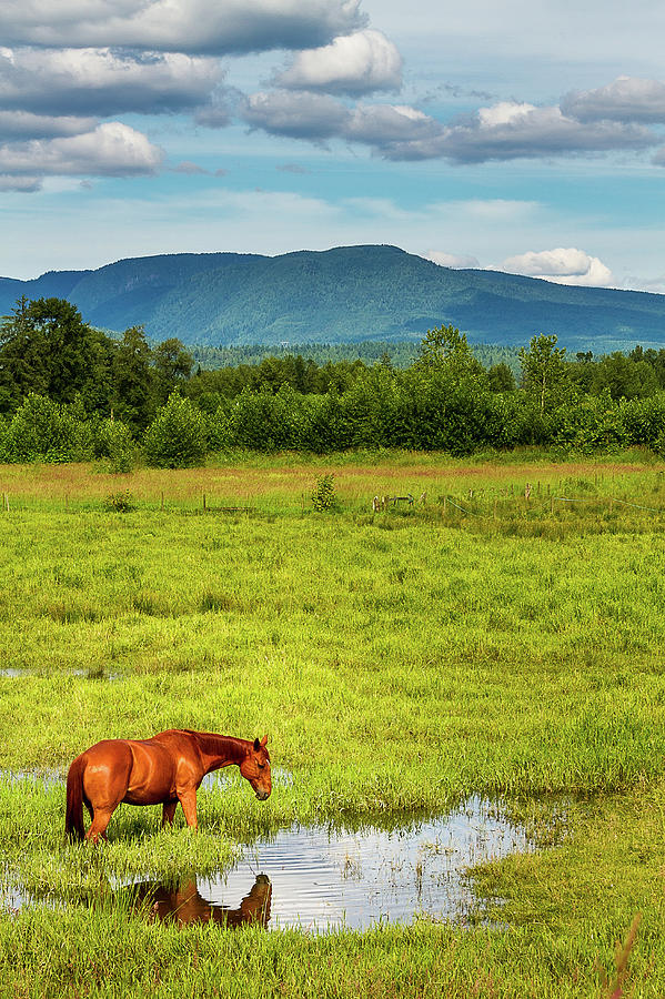 Chestnut Horse In Meadow Photograph by Kayla Stevenson Photography Chestnut Horse In Meadow Photograph by Kayla Stevenson Photography