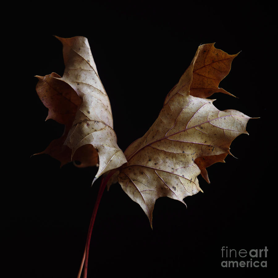 Nature Photograph - Chestnut leaf by Bernard Jaubert