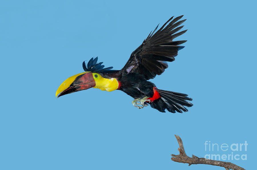 Chestnut-mandibled Toucan Photograph by Anthony Mercieca
