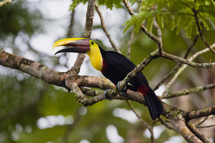 Chestnut-mandibled Toucan Costa Rica Photograph by Konrad Wothe