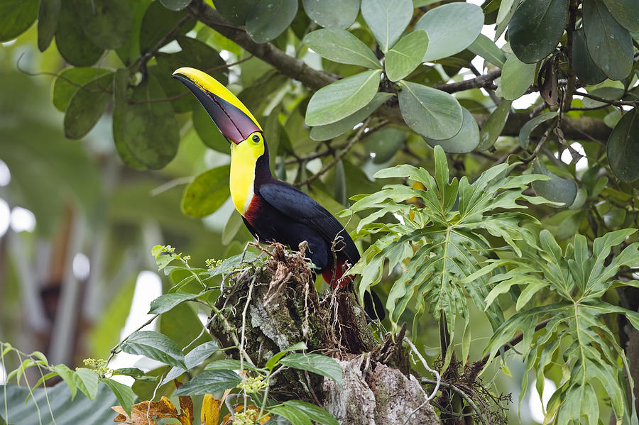 Chestnut-mandibled Toucan In Trees Photograph by Konrad Wothe