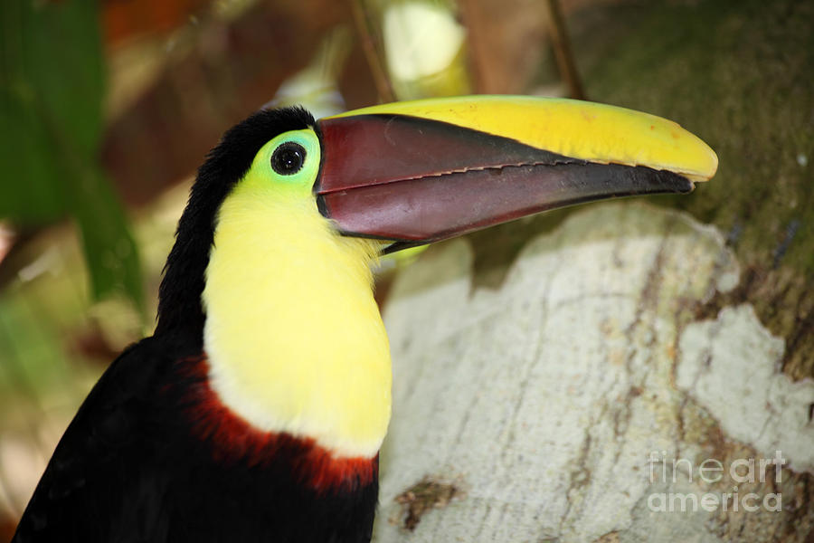 Toucan Photograph - Chestnut mandibled toucan by James Brunker