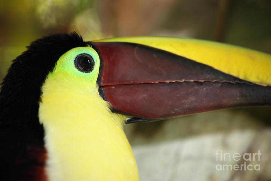 Chestnut mandibled toucan portrait Photograph by James Brunker