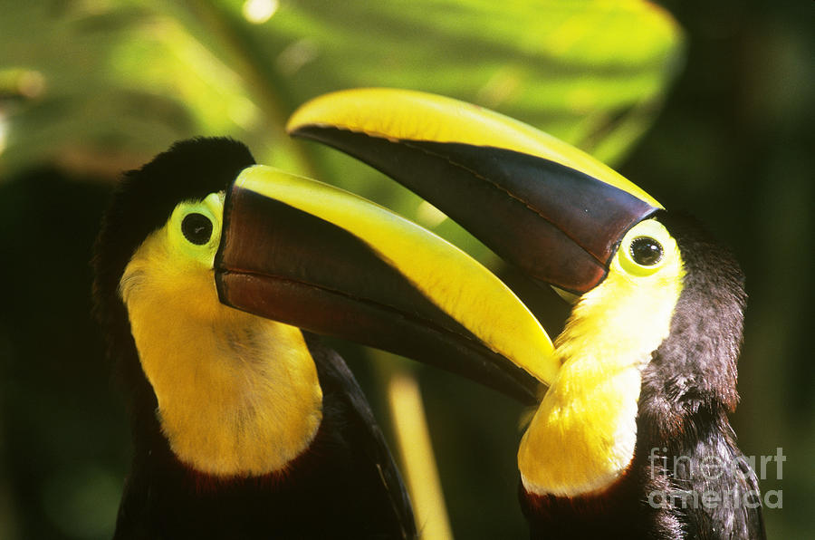 Chestnut-mandibled Toucans Photograph by Art Wolfe