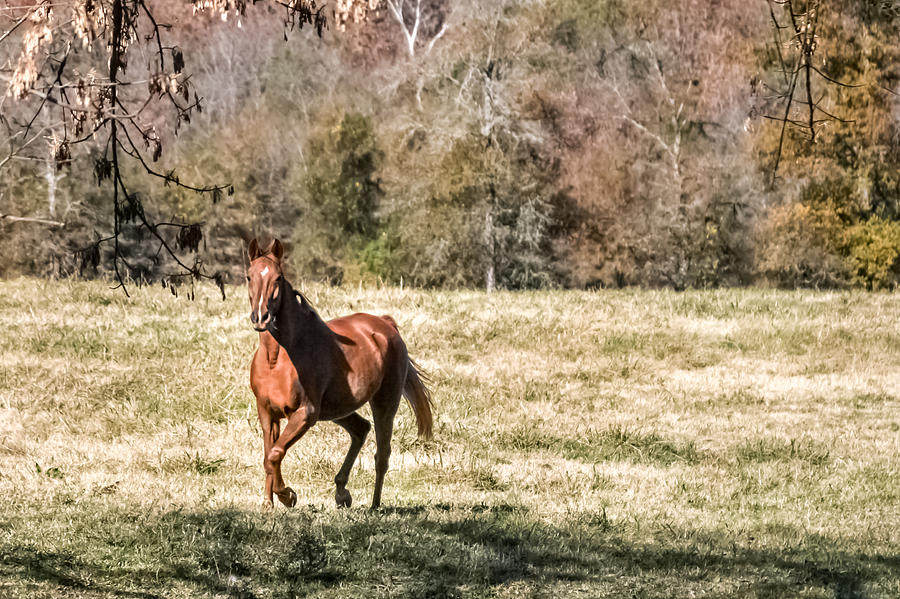 Chestnut Mare Photograph by CarolLMiller Photography