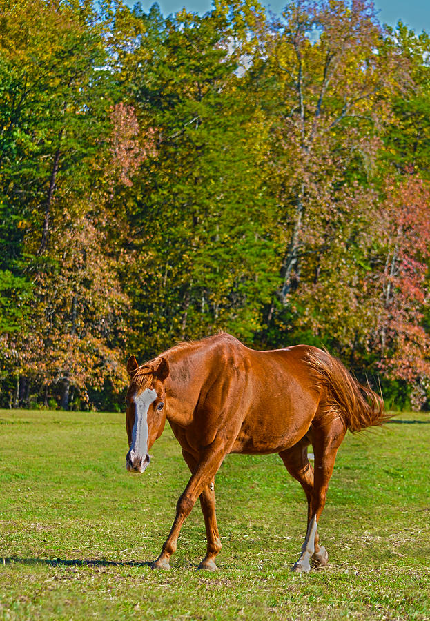 Chestnut Red Horse Photograph by Sandi OReilly