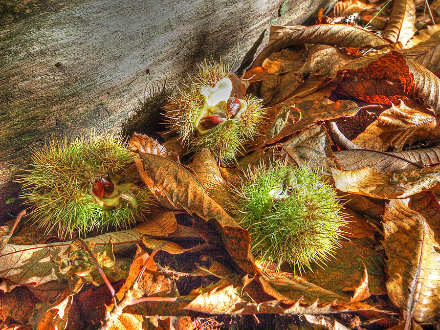 Chestnut Seed Pods On The Forest Floor Photograph by Gill Billington