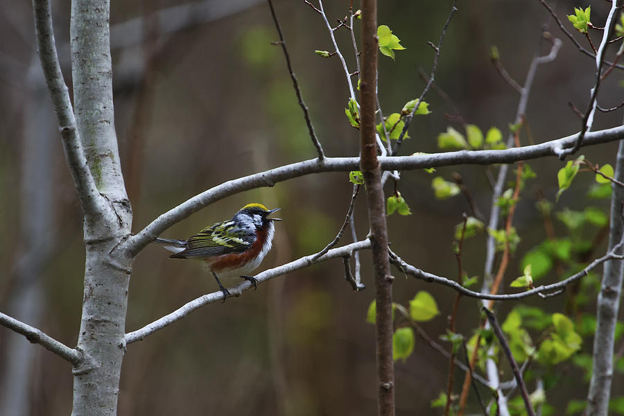Chestnut-sided Warbler 2 Photograph by Gary Hall