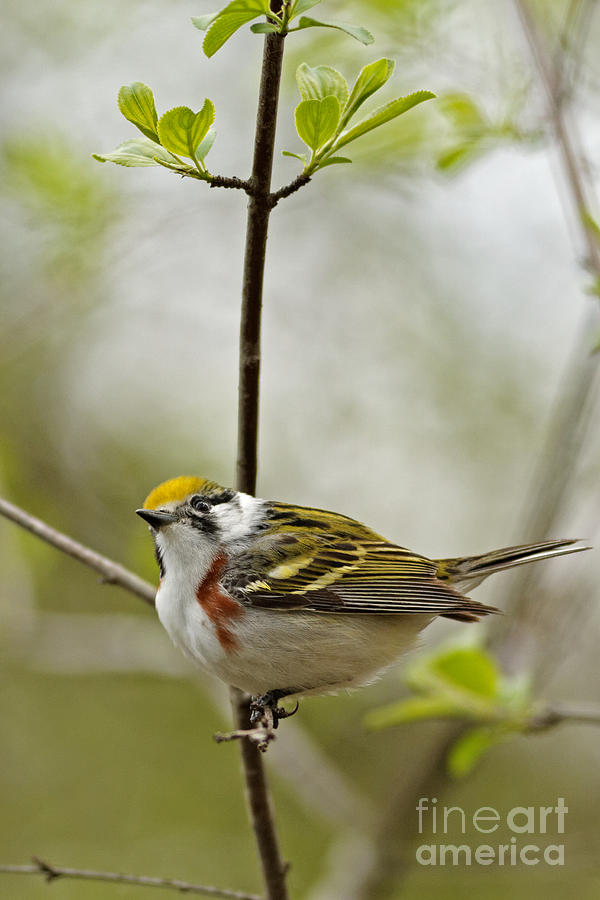 Warbler Photograph - Chestnut sided Warbler 2 by Natural Focal Point Photography