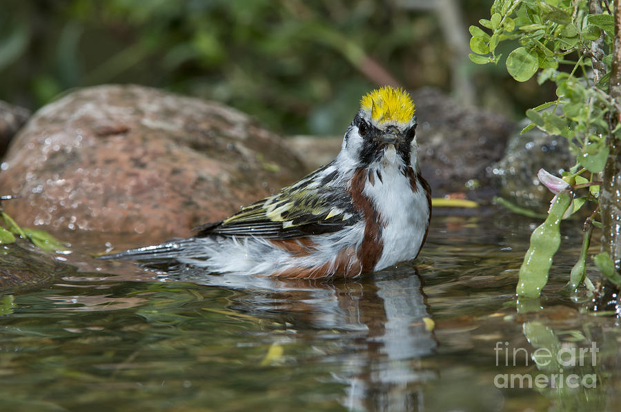 Warbler Photograph - Chestnut-sided Warbler by Anthony Mercieca