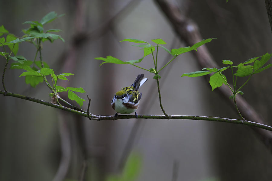 Chestnut-sided Warbler Photograph by Gary Hall