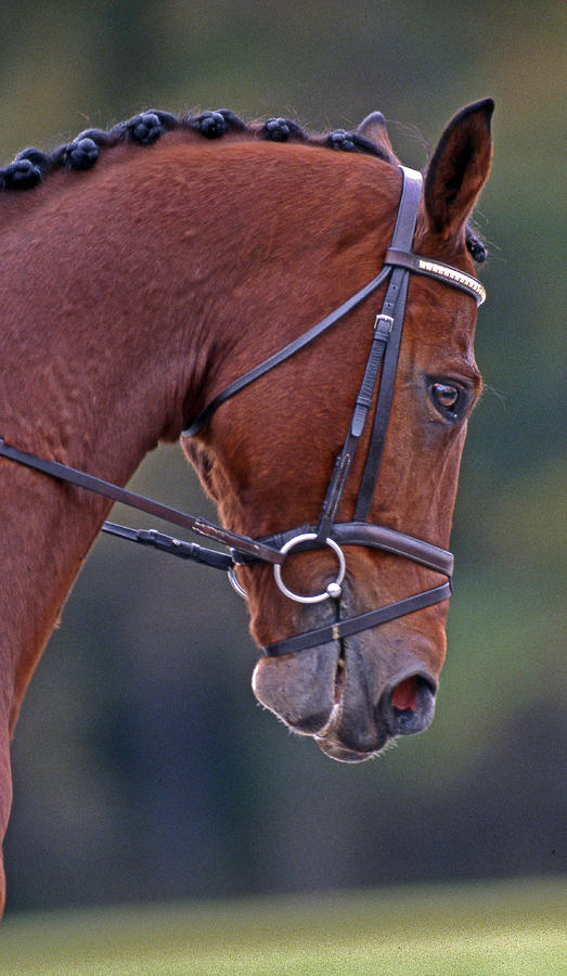 Horse Photograph - Chestnut by Skip Willits