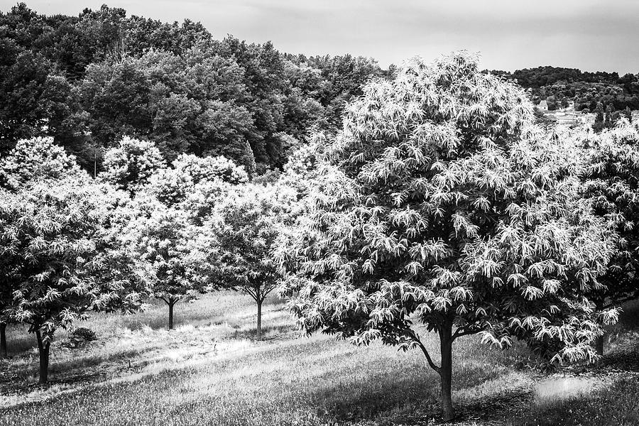 Chestnut Trees in Spring Photograph by Georgia Clare