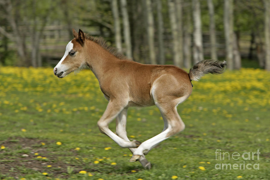 Chestnut Welsh Mountain Pony Foal Photograph by Rolf Kopfle