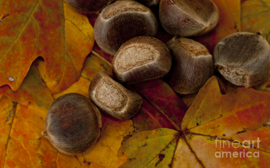 Chestnuts and Fall Leaves Photograph by Wilma  Birdwell