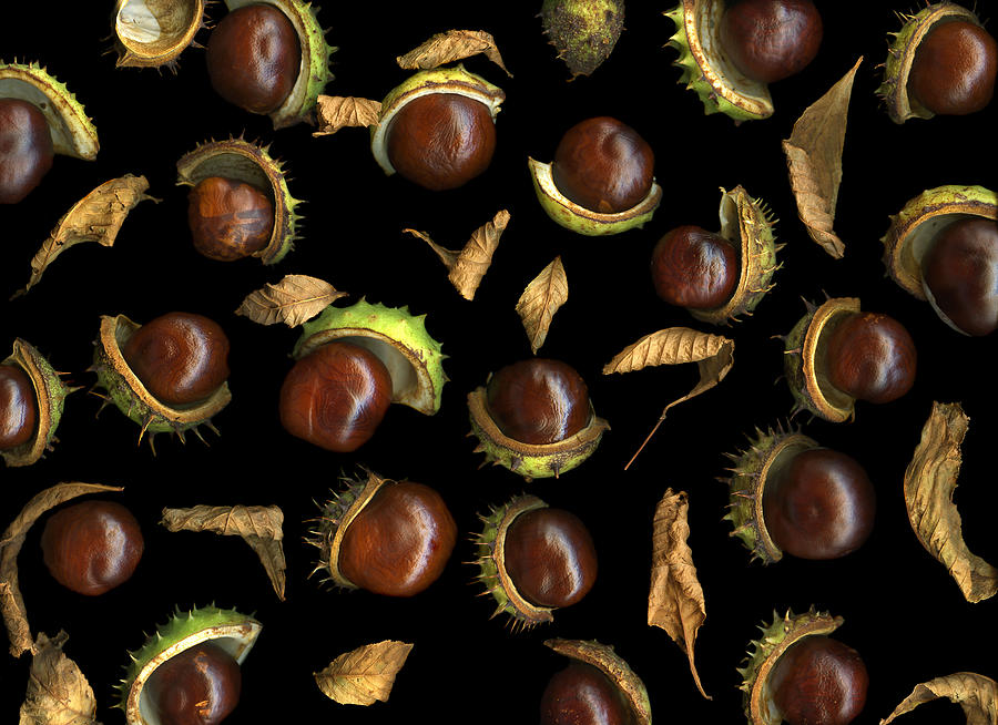 Nature Photograph - Chestnuts by Christian Slanec