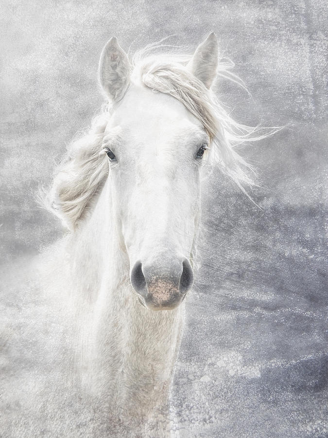 Animal Photograph - cheval de la Camargue by Joachim G Pinkawa