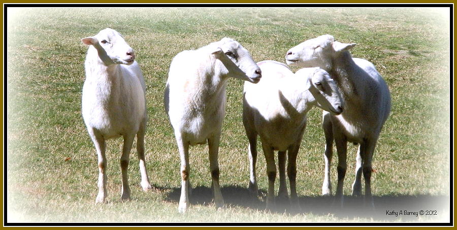 Cheviot Sheep 2 Photograph by Kathy Barney
